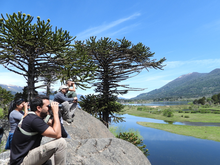 Birding in Ancient Forest