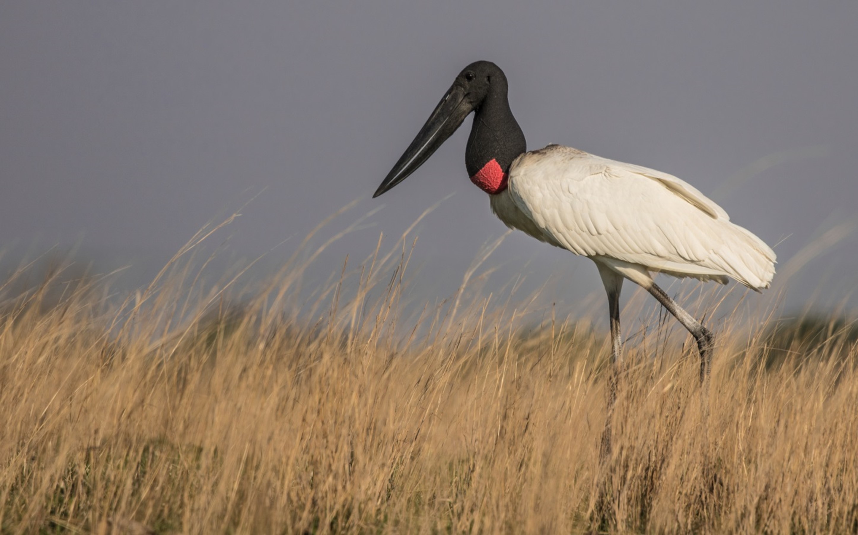 Iberá Jabiru