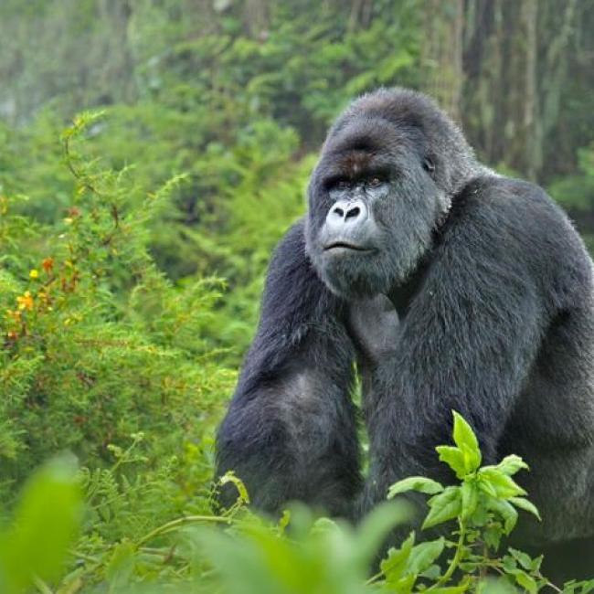 Uganda