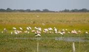Iberá 
