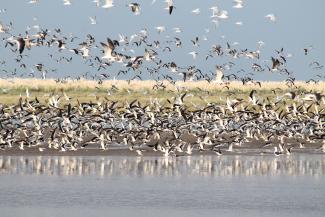 Pampas, Coast and Delta