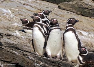 Patagonia Sur