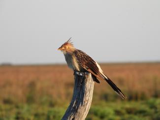 Ceibas