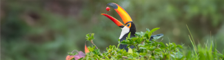 Tucan