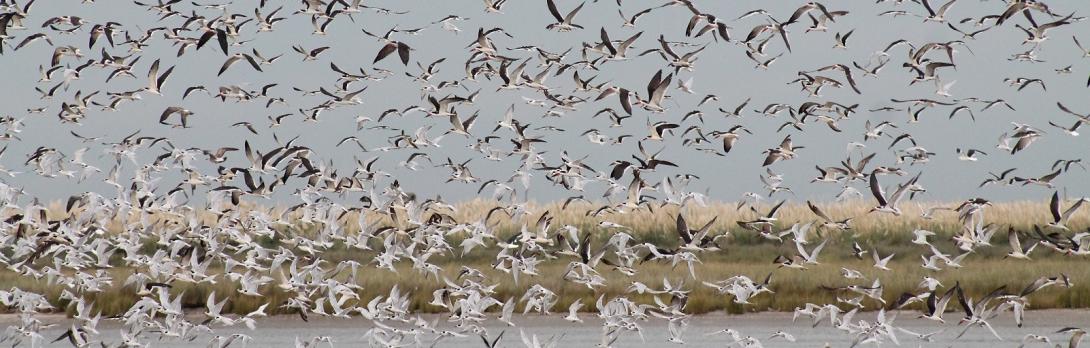 Apaisado Mar chiquita