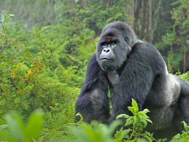 Uganda